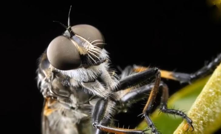 وقتی مگس ها روی غذا می نشینند چه کار می کنند و چرا دست و پای خود را می مالند؟