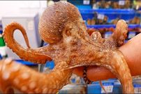 ببینید؛ غذای خیابانی در کره؛ پخت غذا با هشت پای غول پیکر در سئول