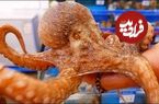 ببینید؛ غذای خیابانی در کره؛ پخت غذا با هشت پای غول پیکر در سئول