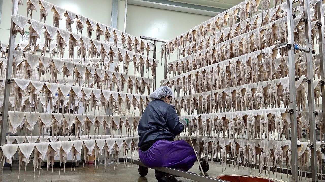 (ویدئو) ببینید چگونه کُره ای ها 12 هزار ماهی مرکب را پردازش و فرآوری می کنند