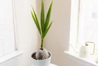 (ویدئو) به همین سادگی توی خونه یه گیاه شیک و متفاوت بکارید؛ درخت نارگیل!