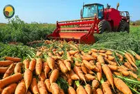 (ویدئو) مراحل تماشایی برداشت و فرآوری 1.5 میلیون تن هویج در مزارع آمریکا