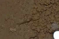 کشف اولین میگوی غارزی ایران در چشمه‌های سولفیدی خوزستان 