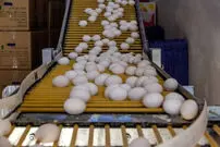 قیمت تخم‌مرغ در بازار امروز سه‌شنبه ۵ خرداد ۱۴۰۵