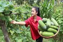 ببینید| غذای روستایی در کامبوج؛ برداشت خربزه زمستانی و پخت دو نوع غذا با آن