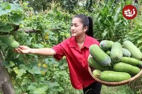 ببینید| غذای روستایی در کامبوج؛ برداشت خربزه زمستانی و پخت دو نوع غذا با آن