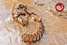 ببینید| شنا کردن بامزه پانگولین در آب های گل آلود