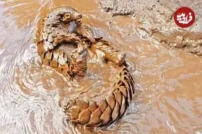 ببینید| شنا کردن بامزه پانگولین در آب های گل آلود