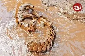 ببینید| شنا کردن بامزه پانگولین در آب های گل آلود