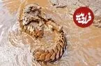 ببینید| شنا کردن بامزه پانگولین در آب های گل آلود