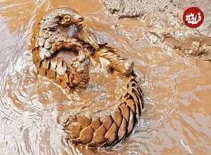 ببینید| شنا کردن بامزه پانگولین در آب های گل آلود