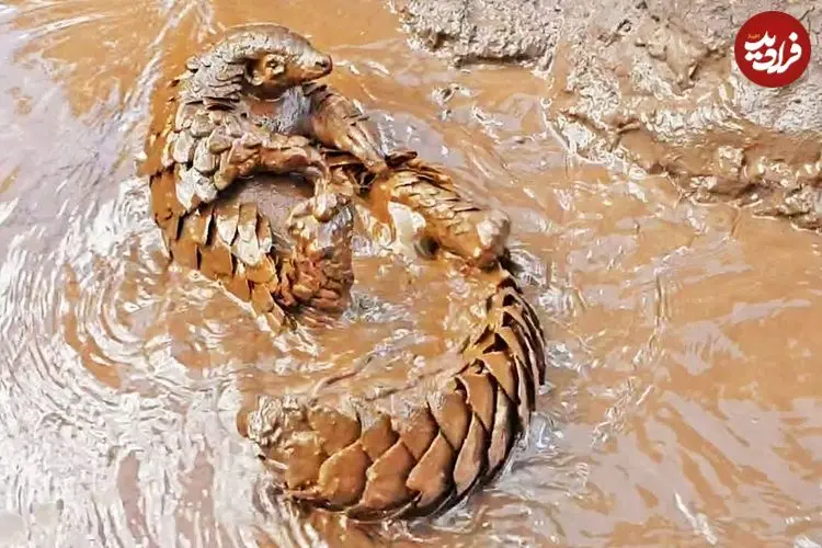 ببینید| شنا کردن بامزه پانگولین در آب های گل آلود