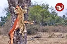 ببینید| تلاش ناموفق پلنگ برای بردن لاشه ایمپالا به بالای درخت