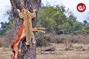 ببینید| تلاش ناموفق پلنگ برای بردن لاشه ایمپالا به بالای درخت