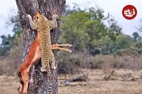 ببینید| تلاش ناموفق پلنگ برای بردن لاشه ایمپالا به بالای درخت