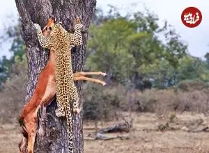 ببینید| تلاش ناموفق پلنگ برای بردن لاشه ایمپالا به بالای درخت