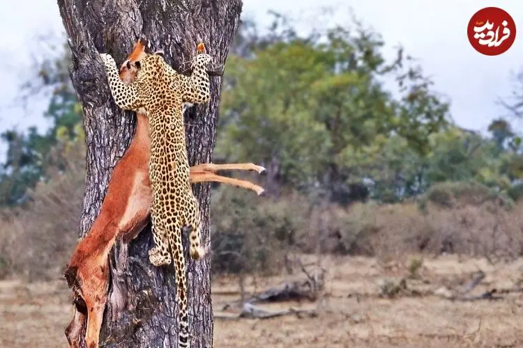 ببینید| تلاش ناموفق پلنگ برای بردن لاشه ایمپالا به بالای درخت