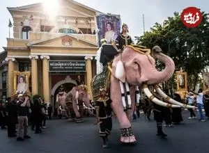 ببینید| رژه فیل‌های صورتی در تایلند برای ادای احترام به ملکه مادر