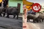 ببینید| نبرد دو کرگدن در خیابان گردشگران را شگفت‌زده کرد