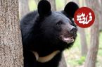 ببینید؛ لحظاتی از تغذیه خرس بالای درخت بلوط