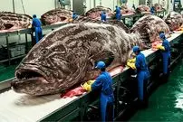 ببینید| نگاهی به مراحل پرورش میلیون ها ماهی هامور در چین