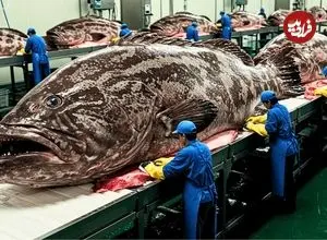 ببینید| نگاهی به مراحل پرورش میلیون ها ماهی هامور در چین