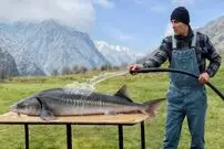ببینید| غذای روستایی در آذربایجان؛ کباب کردن ماهی بلوگای شکم پر در طبیعت