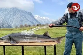 ببینید| غذای روستایی در آذربایجان؛ کباب کردن ماهی بلوگای شکم پر در طبیعت