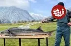 ببینید| غذای روستایی در آذربایجان؛ کباب کردن ماهی بلوگای شکم پر در طبیعت