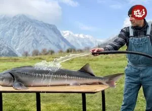 ببینید| غذای روستایی در آذربایجان؛ کباب کردن ماهی بلوگای شکم پر در طبیعت