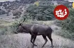 ببینید| یک ماه با حیوانات وحشی در پارک ملی گلستان