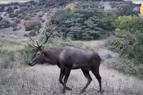 ببینید| یک ماه با حیوانات وحشی در پارک ملی گلستان
