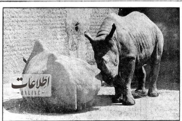(تصاویر) سفربه تهران قدیم؛ عکس‌های زیرخاکی از باغ وحش تهران ۴۰سال قبل!