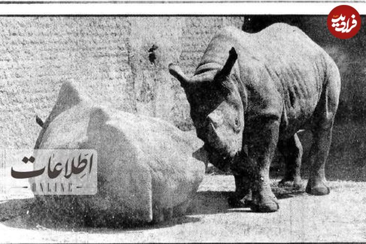 (تصاویر) سفربه تهران قدیم؛ عکس‌های زیرخاکی از باغ وحش تهران ۴۰سال قبل!