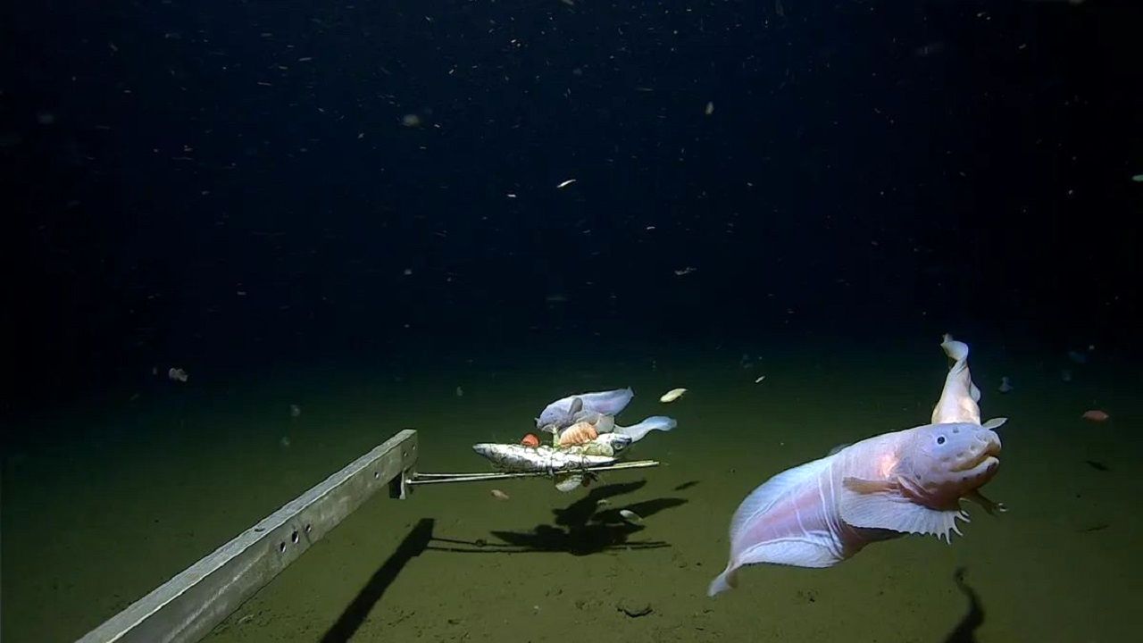 (ویدئو) کشف یک ماهی عجیب در عمق ۸۳۳۶ متری اقیانوس آرام