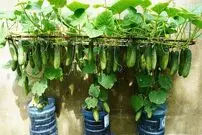 (ویدئو) ترفندی جالب برای کشت خیار در بطری پلاستیکی روی دیوار حیاط خانه