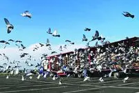 زیباترین کبوتران جهان را ببینید