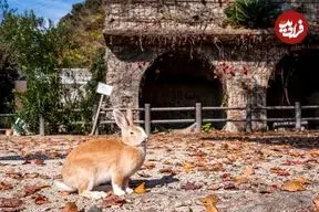 جزیرۀ متروکۀ ژاپنی که به سرزمین خرگوش‌ها تبدیل شده است