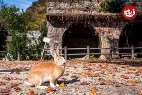 جزیرۀ متروکۀ ژاپنی که به سرزمین خرگوش‌ها تبدیل شده است