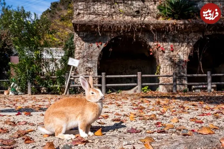 جزیرۀ متروکۀ ژاپنی که به سرزمین خرگوش‌ها تبدیل شده است