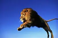 ( ویدیو) لحظه هیجان انگیز حمله شیر به کرکس و شکار آن 
