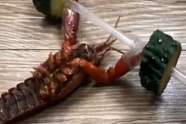 (ویدئو) تصاویری باورنکردنی از یک خرچنگ در حال وزنه برداری!