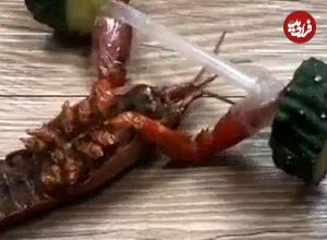 (ویدئو) تصاویری باورنکردنی از یک خرچنگ در حال وزنه برداری!