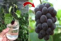 (ویدئو) یک روش جدید و بی دردسر برای کاشت حبه انگور و تبدیل کردن آن به درخت در خانه