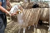 ببینید| فرار گوسفند عید قربان روی پشت‌بام