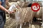 ببینید| فرار گوسفند عید قربان روی پشت‌بام
