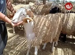 ببینید| فرار گوسفند عید قربان روی پشت‌بام