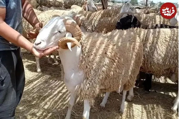 ببینید| فرار گوسفند عید قربان روی پشت‌بام