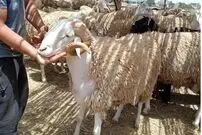 ببینید| فرار گوسفند عید قربان روی پشت‌بام