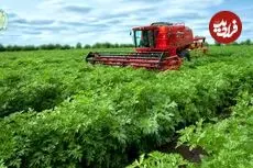 ببینید| چگونه هزاران تن جعفری برداشت و فرآوری می شود؟